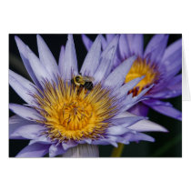 Water Lily with bumble bee Cards