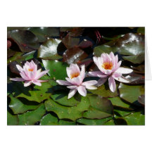 Water Lilys for Mum Card