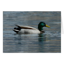 Water off a ducks back greeting cards