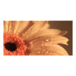 Water on Petal Photocard