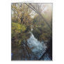 Water Reflecting Trees Greeting Cards