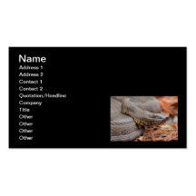 Water Snake Business Card