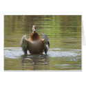 Water Walking Mallard cards