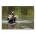 Water Walking Mallard cards