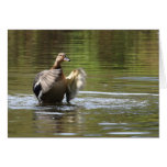 Water Walking Mallard cards
