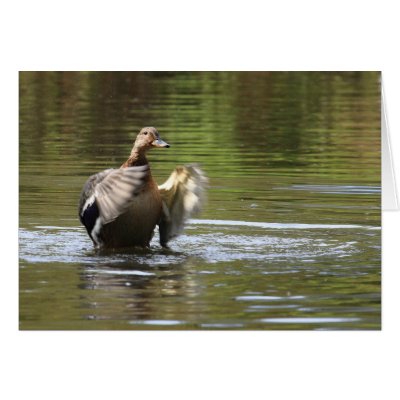 Water Walking Mallard Greeting Cards by Welshpixels