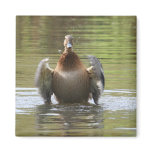 Water Walking Mallard Fridge Magnets