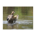 Water Walking Mallard postcards