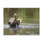Water Walking Mallard postcards