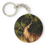 Waterbuck - safari animals keyrings keychain