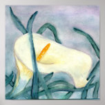 Watercolor Calla Lilly posters