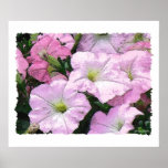 Watercolor Petunias posters