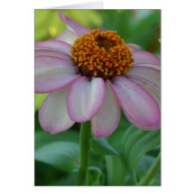 Watercolor Pink Zinnia Flower Card