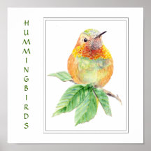 Watercolor Rufous Hummingbird -  Bird Collection Posters