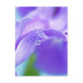 Waterdrop on Iris Postcard