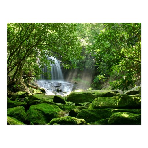 Waterfall in Rain Forest Post Card