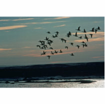 Waterfowl, Arctic National Wildlife Refuge Cut Outs