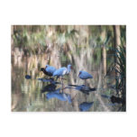 Waterfowl (Ibis and duck) post card postcards