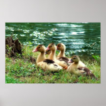 Waterfront Five Print
