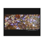 Waterlight postcard