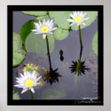 Waterlilies - (LARGE) posters