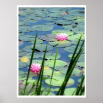 Waterlilies Poster