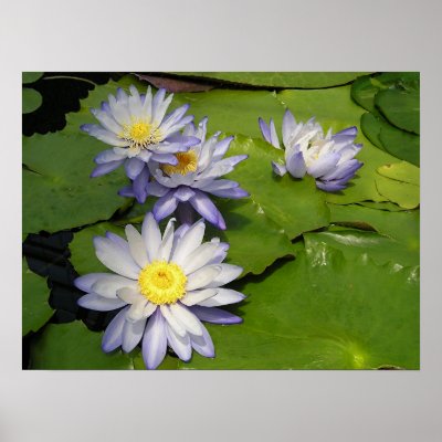 waterlilly poster by vglover