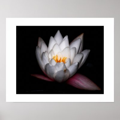 Waterlilly Poster