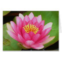 Waterlily Card
