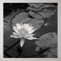 Waterlily in bloom posters