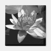 Waterlily Magnets