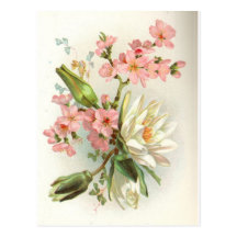 waterlily post cards