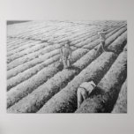 Watsonville Migrant Mexican Workers posters