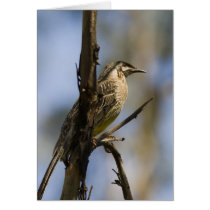 Wattle Bird Card