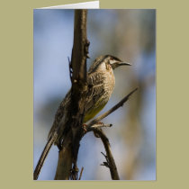 Wattle Bird Card cards