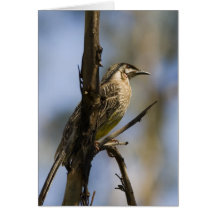 Wattle Bird Card