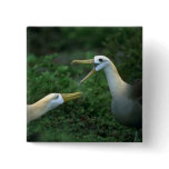 Waved Albatross In Courtship buttons