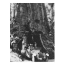 Wawona Tree Magic Lantern Vintage California Post Card