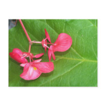 Wax Begonia