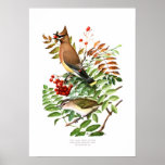 Waxwing and Vireo Print