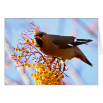 Waxwing Card