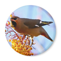 Waxwing Magnet