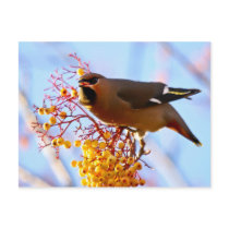 Waxwing Postcard