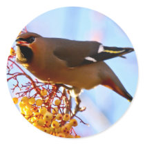 Waxwing Stickers