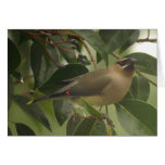 Waxwing with Berry Cards