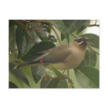 Waxwing with Berry Postcard