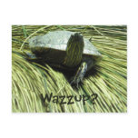 Wazzup postcard
