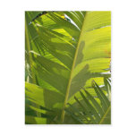 WC Banana Leaves postcards