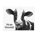 We are Moving! Moooving Change of Address Cow postcards
