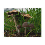 We Three Mushrooms 3